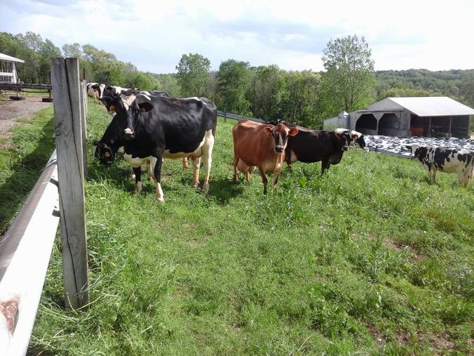 11052456_10207115271182848_1464598635499937459_n